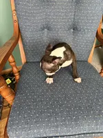 Peanut, a male Boston Terrier for sale in Zeeland, MI – Photo 3 of 3