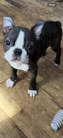 Peanut, a male Boston Terrier for sale in Zeeland, MI – Photo 1 of 3