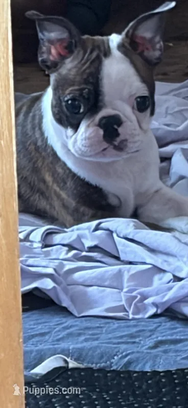 Stitch – Boston Terrier puppy for sale in Zeeland, MI