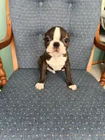 Peanut, a male Boston Terrier for sale in Zeeland, MI – Photo 2 of 3
