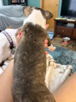 Chloe, a female Boston Terrier for sale in Zeeland, MI – 3 of 3
