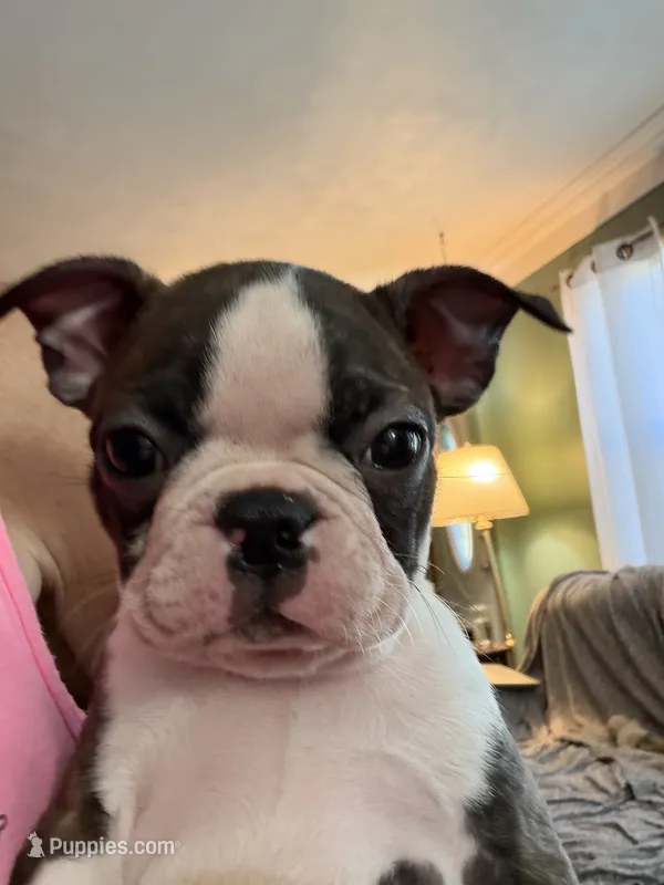 Ace – Boston Terrier puppy for sale in Zeeland, MI