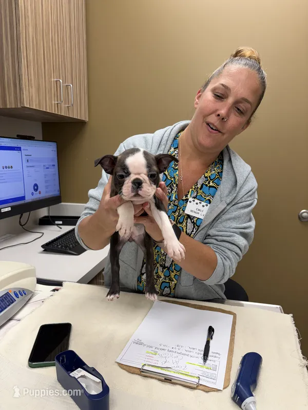 Daisy – Boston Terrier puppy for sale in Zeeland, MI
