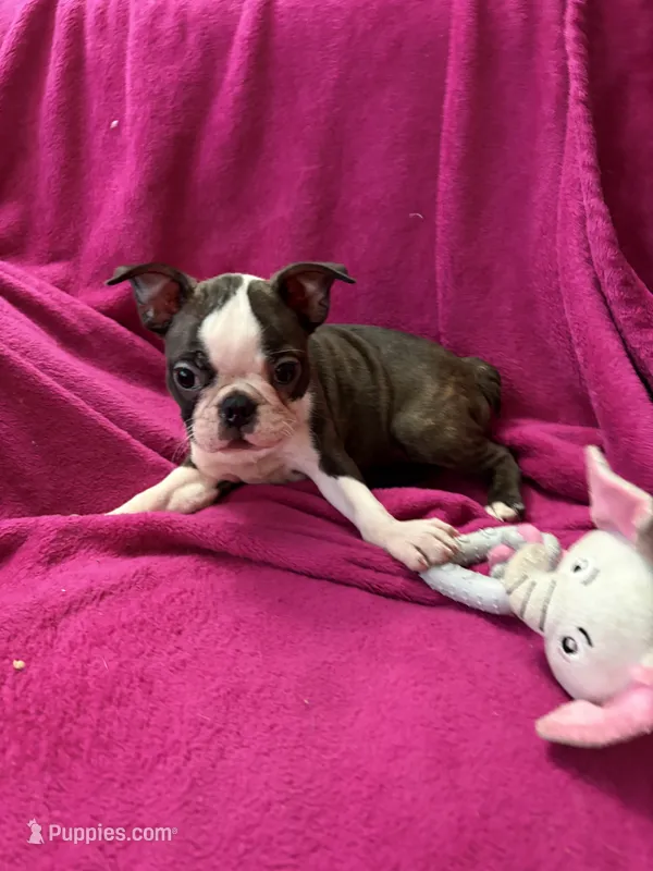 Daisy – Boston Terrier puppy for sale in Zeeland, MI
