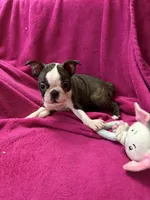 Daisy, a female Boston Terrier for sale in Zeeland, MI – 2 of 10