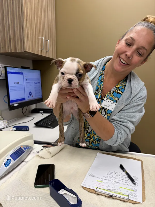 Max – Boston Terrier puppy for sale in Zeeland, MI