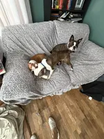 Dash, a male Boston Terrier for sale in Zeeland, MI – 2 of 3