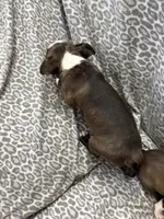Ace, a male Boston Terrier for sale in Zeeland, MI – 2 of 2