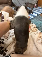 Daisy, a female Boston Terrier for sale in Zeeland, MI – 3 of 3