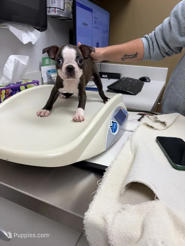 Dash – Boston Terrier puppy for sale in Zeeland, MI