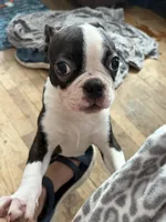 Bolt, a male Boston Terrier for sale in Zeeland, MI – 7 of 7