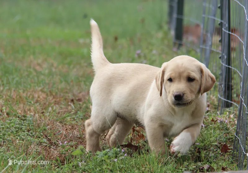 Millie – Labrador Retriever puppy for sale in Whittington, IL