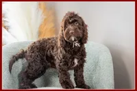 processed/e8a89ade-602b-4b9d-836e-10022d0fd8f4/listing/2113b311-9816-4c48-9114-0d60aae7b2de/1a7d4b97-f65c-4df2-80f0-e31d9e7a11c1