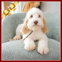 processed/e8a89ade-602b-4b9d-836e-10022d0fd8f4/listing/9b4646cd-4168-4b36-b4f2-5a563c1807e5/99994cab-6944-4740-bbdf-d378d808a688