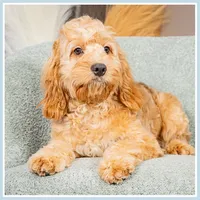 processed/e8a89ade-602b-4b9d-836e-10022d0fd8f4/listing/b455994f-5079-4568-9a92-99bd6929c0e3/2f1183c3-5a50-44f9-ad4c-761867bee8d5