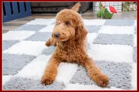 processed/e8a89ade-602b-4b9d-836e-10022d0fd8f4/listing/c43f0f6a-c0e6-4e0a-ae3f-732e4fbeb008/ce106f18-8f5a-434c-8d2d-fffc2473be05