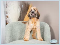 processed/e8a89ade-602b-4b9d-836e-10022d0fd8f4/listing/d02bc961-8146-4052-8711-3c15e70674f6/4a649794-7f1c-4846-8ea4-35c0dd10eb1a