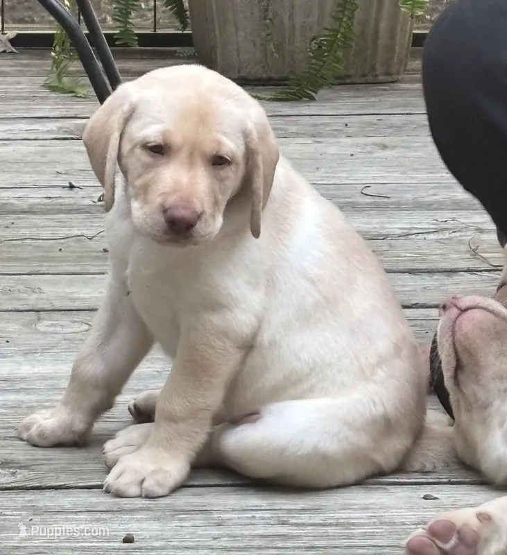 Toodle - purple – Labrador Retriever puppy for sale in Fincastle, VA