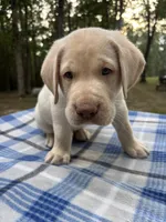 Thor - black, a male Labrador Retriever for sale in Fincastle, VA – 3 of 3