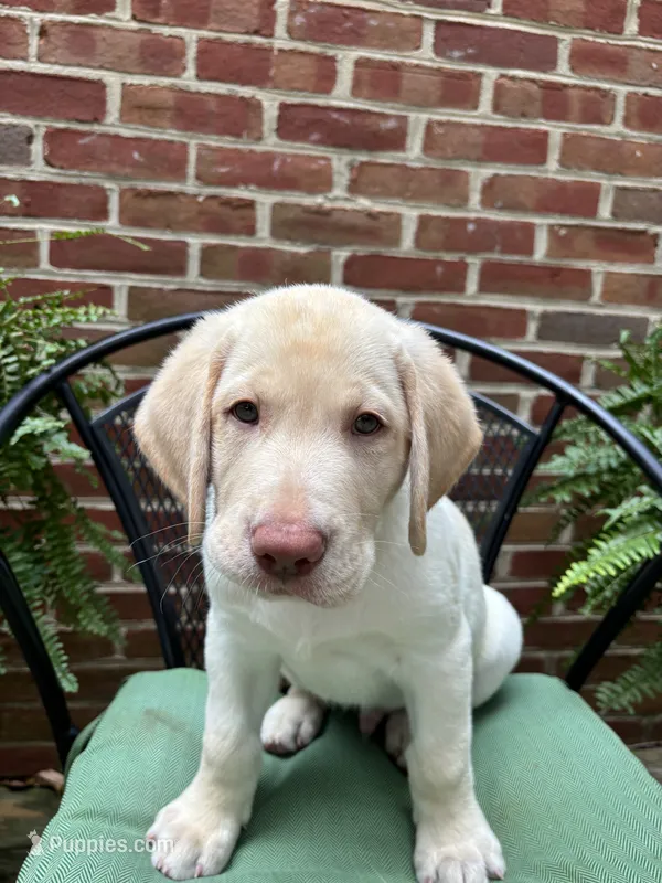 Thor - black collar – Labrador Retriever puppy for sale in Fincastle, VA
