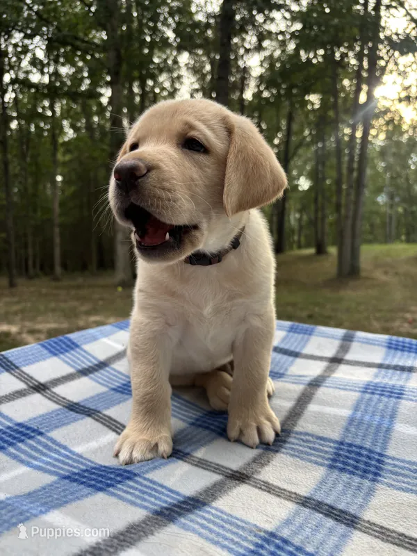 Lazarus - brown – Labrador Retriever puppy for sale in Fincastle, VA