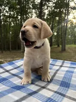 Lazarus - brown, a male Labrador Retriever for sale in Fincastle, VA – 1 of 3