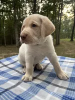 Thor - black, a male Labrador Retriever for sale in Fincastle, VA – 2 of 3