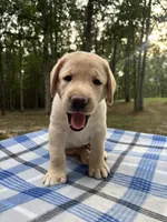 Lazarus - brown, a male Labrador Retriever for sale in Fincastle, VA – 3 of 3
