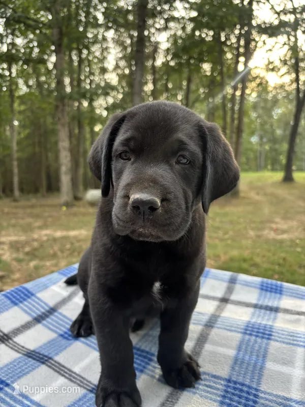 Murphy - light blue boy – Labrador Retriever puppy for sale in Fincastle, VA