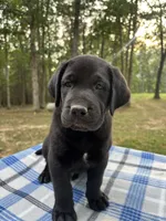 Murphy - light blue boy, a male Labrador Retriever for sale in Fincastle, VA – 1 of 2