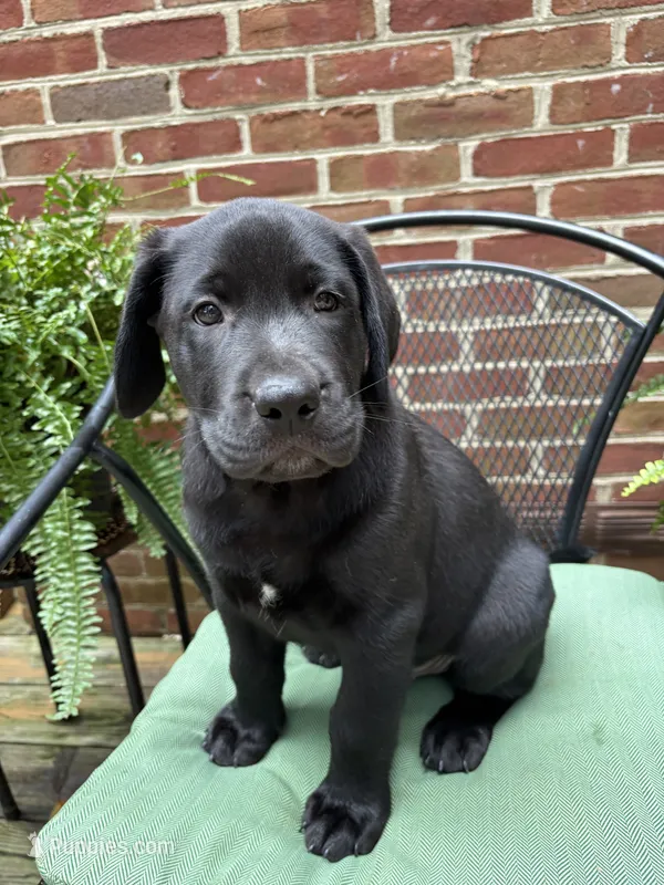 Murphy - light blue boy – Labrador Retriever puppy for sale in Fincastle, VA