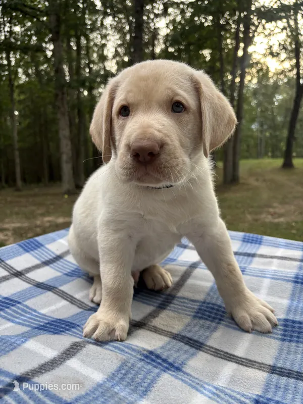 Thor - black – Labrador Retriever puppy for sale in Fincastle, VA
