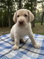 Thor - black, a male Labrador Retriever for sale in Fincastle, VA – 1 of 3