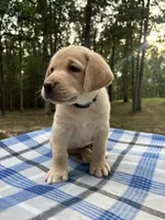 Lazarus - brown, a male Labrador Retriever for sale in Fincastle, VA – 2 of 3