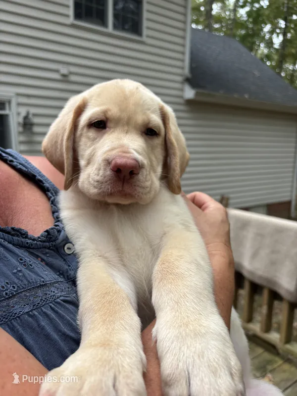 Jethro - Green – Labrador Retriever puppy for sale in Fincastle, VA