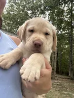 Thor - black collar, a male Labrador Retriever for sale in Fincastle, VA – 1 of 4
