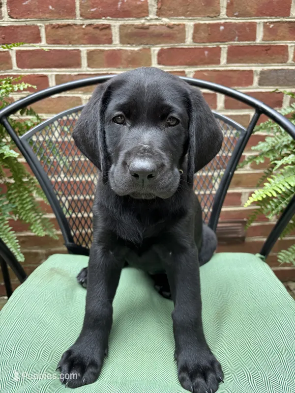 Betty - pink – Labrador Retriever puppy for sale in Fincastle, VA