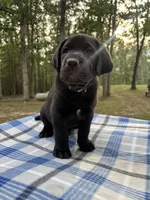 Murphy - light blue boy, a male Labrador Retriever for sale in Fincastle, VA – 2 of 2