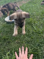 Creek pup, a male German Shepherd Dog for sale in Willow Springs, MO – 2 of 2
