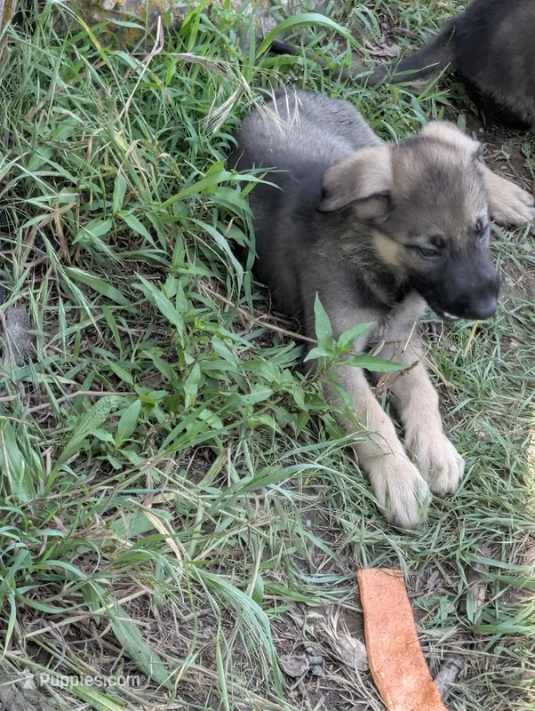 Creek pup – German Shepherd Dog puppy for sale in Willow Springs, MO