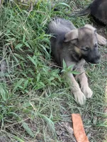 Creek pup, a male German Shepherd Dog for sale in Willow Springs, MO – 1 of 2