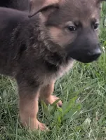 Creek pup, a male German Shepherd Dog for sale in Willow Springs, MO – 2 of 2