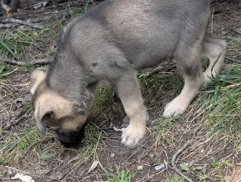 Creek pup – German Shepherd Dog puppy for sale in Willow Springs, MO