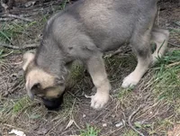 Creek pup, a male German Shepherd Dog for sale in Willow Springs, MO – 1 of 2