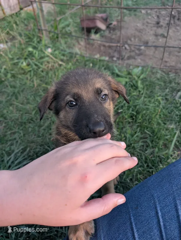 Creek pup – German Shepherd Dog puppy for sale in Willow Springs, MO
