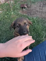 Creek pup, a male German Shepherd Dog for sale in Willow Springs, MO – 1 of 2