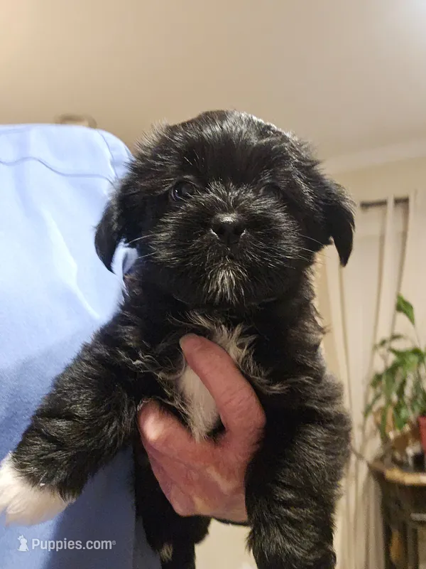 Shorkie Female 2 – Shorkie puppy for sale in Sicily Island, LA
