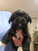 Shorkie Female 2, a female Shorkie for sale in Sicily Island, LA – 1 of 3