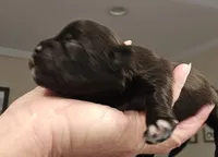 Black Male, a male Shorkie for sale in Sicily Island, LA – Photo 2 of 2