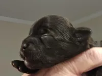 Black Male, a male Shorkie for sale in Sicily Island, LA – Photo 1 of 2